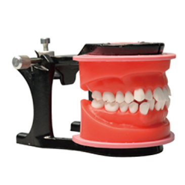 Jingle JG-Y7 — Фантомная челюсть ортодонтическая восковая